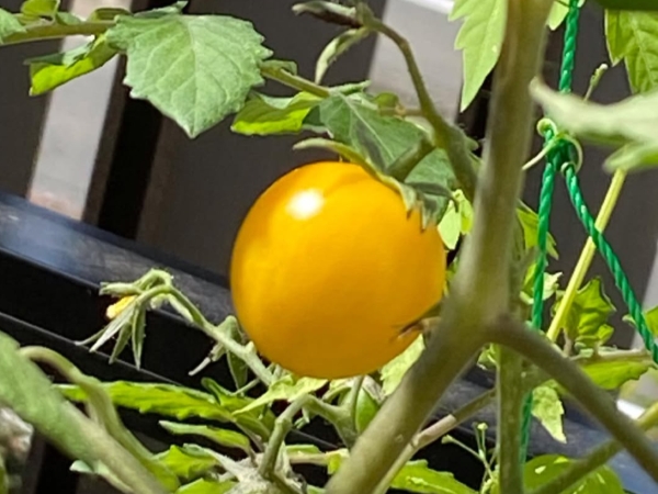 モークシャ菜園の黄色いトマト